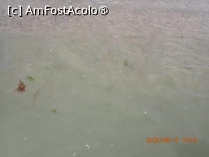 [P89] marea curată » foto by nicole33
 - 
<span class="allrVoted glyphicon glyphicon-heart hidden" id="av1511884"></span>
<a class="m-l-10 hidden" id="sv1511884" onclick="voting_Foto_DelVot(,1511884,782)" role="button">șterge vot <span class="glyphicon glyphicon-remove"></span></a>
<a id="v91511884" class=" c-red"  onclick="voting_Foto_SetVot(1511884)" role="button"><span class="glyphicon glyphicon-heart-empty"></span> <b>LIKE</b> = Votează poza</a> <img class="hidden"  id="f1511884W9" src="/imagini/loader.gif" border="0" /><span class="AjErrMes hidden" id="e1511884ErM"></span>