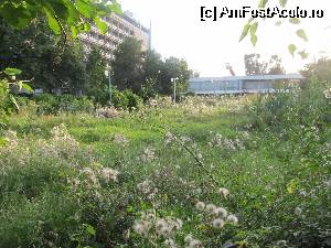 [P05] vechea gradina de vara napadita de buruieni » foto by Locomotiva
 - 
<span class="allrVoted glyphicon glyphicon-heart hidden" id="av543563"></span>
<a class="m-l-10 hidden" id="sv543563" onclick="voting_Foto_DelVot(,543563,819)" role="button">șterge vot <span class="glyphicon glyphicon-remove"></span></a>
<a id="v9543563" class=" c-red"  onclick="voting_Foto_SetVot(543563)" role="button"><span class="glyphicon glyphicon-heart-empty"></span> <b>LIKE</b> = Votează poza</a> <img class="hidden"  id="f543563W9" src="/imagini/loader.gif" border="0" /><span class="AjErrMes hidden" id="e543563ErM"></span>