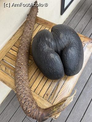 [P18] Coco de mer » foto by HelloAlex
 - 
<span class="allrVoted glyphicon glyphicon-heart hidden" id="av1397642"></span>
<a class="m-l-10 hidden" id="sv1397642" onclick="voting_Foto_DelVot(,1397642,847)" role="button">șterge vot <span class="glyphicon glyphicon-remove"></span></a>
<a id="v91397642" class=" c-red"  onclick="voting_Foto_SetVot(1397642)" role="button"><span class="glyphicon glyphicon-heart-empty"></span> <b>LIKE</b> = Votează poza</a> <img class="hidden"  id="f1397642W9" src="/imagini/loader.gif" border="0" /><span class="AjErrMes hidden" id="e1397642ErM"></span>