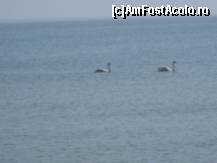 [P03] Doua lebede pe mare.  » foto by yuly68*
 - 
<span class="allrVoted glyphicon glyphicon-heart hidden" id="av394090"></span>
<a class="m-l-10 hidden" id="sv394090" onclick="voting_Foto_DelVot(,394090,935)" role="button">șterge vot <span class="glyphicon glyphicon-remove"></span></a>
<a id="v9394090" class=" c-red"  onclick="voting_Foto_SetVot(394090)" role="button"><span class="glyphicon glyphicon-heart-empty"></span> <b>LIKE</b> = Votează poza</a> <img class="hidden"  id="f394090W9" src="/imagini/loader.gif" border="0" /><span class="AjErrMes hidden" id="e394090ErM"></span>