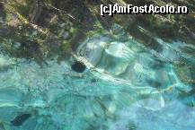 [P04] arici de mare » foto by Ystely
 - 
<span class="allrVoted glyphicon glyphicon-heart hidden" id="av76323"></span>
<a class="m-l-10 hidden" id="sv76323" onclick="voting_Foto_DelVot(,76323,946)" role="button">șterge vot <span class="glyphicon glyphicon-remove"></span></a>
<a id="v976323" class=" c-red"  onclick="voting_Foto_SetVot(76323)" role="button"><span class="glyphicon glyphicon-heart-empty"></span> <b>LIKE</b> = Votează poza</a> <img class="hidden"  id="f76323W9" src="/imagini/loader.gif" border="0" /><span class="AjErrMes hidden" id="e76323ErM"></span>
