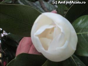 [P07] O magnolie pentru voi!  » foto by Zoazore
 - 
<span class="allrVoted glyphicon glyphicon-heart hidden" id="av637032"></span>
<a class="m-l-10 hidden" id="sv637032" onclick="voting_Foto_DelVot(,637032,976)" role="button">șterge vot <span class="glyphicon glyphicon-remove"></span></a>
<a id="v9637032" class=" c-red"  onclick="voting_Foto_SetVot(637032)" role="button"><span class="glyphicon glyphicon-heart-empty"></span> <b>LIKE</b> = Votează poza</a> <img class="hidden"  id="f637032W9" src="/imagini/loader.gif" border="0" /><span class="AjErrMes hidden" id="e637032ErM"></span>