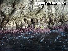 [P17] Coral deosebit intr-o mica pestera » foto by ionescunic
 - 
<span class="allrVoted glyphicon glyphicon-heart hidden" id="av146035"></span>
<a class="m-l-10 hidden" id="sv146035" onclick="voting_Foto_DelVot(,146035,993)" role="button">șterge vot <span class="glyphicon glyphicon-remove"></span></a>
<a id="v9146035" class=" c-red"  onclick="voting_Foto_SetVot(146035)" role="button"><span class="glyphicon glyphicon-heart-empty"></span> <b>LIKE</b> = Votează poza</a> <img class="hidden"  id="f146035W9" src="/imagini/loader.gif" border="0" /><span class="AjErrMes hidden" id="e146035ErM"></span>