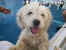 [P17] Un pasager jucaus care ne-a insotit in calatoria de intoarcere di turul Insulei Corfu » foto by myosothis
 - 
<span class="allrVoted glyphicon glyphicon-heart hidden" id="av128958"></span>
<a class="m-l-10 hidden" id="sv128958" onclick="voting_Foto_DelVot(,128958,993)" role="button">șterge vot <span class="glyphicon glyphicon-remove"></span></a>
<a id="v9128958" class=" c-red"  onclick="voting_Foto_SetVot(128958)" role="button"><span class="glyphicon glyphicon-heart-empty"></span> <b>LIKE</b> = Votează poza</a> <img class="hidden"  id="f128958W9" src="/imagini/loader.gif" border="0" /><span class="AjErrMes hidden" id="e128958ErM"></span>