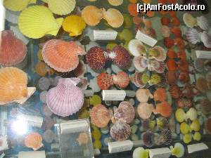 [P17] Muzeul Scoicilor din Benitses - Insula Corfu » foto by vlado2
 - 
<span class="allrVoted glyphicon glyphicon-heart hidden" id="av575109"></span>
<a class="m-l-10 hidden" id="sv575109" onclick="voting_Foto_DelVot(,575109,993)" role="button">șterge vot <span class="glyphicon glyphicon-remove"></span></a>
<a id="v9575109" class=" c-red"  onclick="voting_Foto_SetVot(575109)" role="button"><span class="glyphicon glyphicon-heart-empty"></span> <b>LIKE</b> = Votează poza</a> <img class="hidden"  id="f575109W9" src="/imagini/loader.gif" border="0" /><span class="AjErrMes hidden" id="e575109ErM"></span>