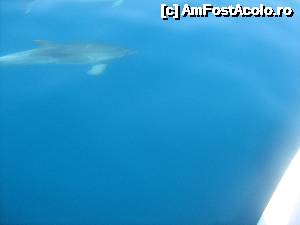 [P35] Delfini in Corfu!  » foto by onisoru*
 - 
<span class="allrVoted glyphicon glyphicon-heart hidden" id="av499271"></span>
<a class="m-l-10 hidden" id="sv499271" onclick="voting_Foto_DelVot(,499271,993)" role="button">șterge vot <span class="glyphicon glyphicon-remove"></span></a>
<a id="v9499271" class=" c-red"  onclick="voting_Foto_SetVot(499271)" role="button"><span class="glyphicon glyphicon-heart-empty"></span> <b>LIKE</b> = Votează poza</a> <img class="hidden"  id="f499271W9" src="/imagini/loader.gif" border="0" /><span class="AjErrMes hidden" id="e499271ErM"></span>