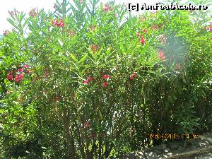 [P15] leandrii, flori frumoase pe care le veti gasi peste tot in insula Corfu, superb » foto by flaviana77
 - 
<span class="allrVoted glyphicon glyphicon-heart hidden" id="av654261"></span>
<a class="m-l-10 hidden" id="sv654261" onclick="voting_Foto_DelVot(,654261,993)" role="button">șterge vot <span class="glyphicon glyphicon-remove"></span></a>
<a id="v9654261" class=" c-red"  onclick="voting_Foto_SetVot(654261)" role="button"><span class="glyphicon glyphicon-heart-empty"></span> <b>LIKE</b> = Votează poza</a> <img class="hidden"  id="f654261W9" src="/imagini/loader.gif" border="0" /><span class="AjErrMes hidden" id="e654261ErM"></span>