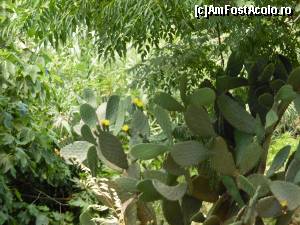 [P03] Flori de cactus. Fructele se coc toamna şi sunt comestibile.  » foto by almona
 - 
<span class="allrVoted glyphicon glyphicon-heart hidden" id="av645193"></span>
<a class="m-l-10 hidden" id="sv645193" onclick="voting_Foto_DelVot(,645193,993)" role="button">șterge vot <span class="glyphicon glyphicon-remove"></span></a>
<a id="v9645193" class=" c-red"  onclick="voting_Foto_SetVot(645193)" role="button"><span class="glyphicon glyphicon-heart-empty"></span> <b>LIKE</b> = Votează poza</a> <img class="hidden"  id="f645193W9" src="/imagini/loader.gif" border="0" /><span class="AjErrMes hidden" id="e645193ErM"></span>