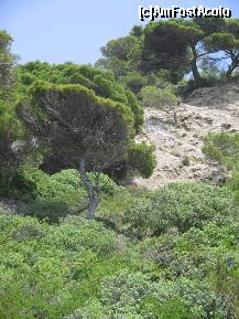 [P49] vegetatie la Glyfada » foto by dianabzs
 - 
<span class="allrVoted glyphicon glyphicon-heart hidden" id="av159198"></span>
<a class="m-l-10 hidden" id="sv159198" onclick="voting_Foto_DelVot(,159198,993)" role="button">șterge vot <span class="glyphicon glyphicon-remove"></span></a>
<a id="v9159198" class=" c-red"  onclick="voting_Foto_SetVot(159198)" role="button"><span class="glyphicon glyphicon-heart-empty"></span> <b>LIKE</b> = Votează poza</a> <img class="hidden"  id="f159198W9" src="/imagini/loader.gif" border="0" /><span class="AjErrMes hidden" id="e159198ErM"></span>