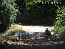 [P09] intalnirea pe carari de munte » foto by dianabzs
 - 
<span class="allrVoted glyphicon glyphicon-heart hidden" id="av159117"></span>
<a class="m-l-10 hidden" id="sv159117" onclick="voting_Foto_DelVot(,159117,993)" role="button">șterge vot <span class="glyphicon glyphicon-remove"></span></a>
<a id="v9159117" class=" c-red"  onclick="voting_Foto_SetVot(159117)" role="button"><span class="glyphicon glyphicon-heart-empty"></span> <b>LIKE</b> = Votează poza</a> <img class="hidden"  id="f159117W9" src="/imagini/loader.gif" border="0" /><span class="AjErrMes hidden" id="e159117ErM"></span>