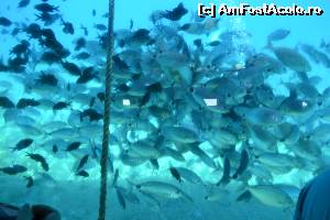 [P21] 4a) Kerkira-croaziera cu Kalypso Star » foto by adryana
 - 
<span class="allrVoted glyphicon glyphicon-heart hidden" id="av670158"></span>
<a class="m-l-10 hidden" id="sv670158" onclick="voting_Foto_DelVot(,670158,993)" role="button">șterge vot <span class="glyphicon glyphicon-remove"></span></a>
<a id="v9670158" class=" c-red"  onclick="voting_Foto_SetVot(670158)" role="button"><span class="glyphicon glyphicon-heart-empty"></span> <b>LIKE</b> = Votează poza</a> <img class="hidden"  id="f670158W9" src="/imagini/loader.gif" border="0" /><span class="AjErrMes hidden" id="e670158ErM"></span>