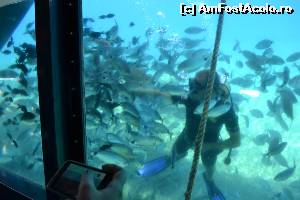 [P22] 4a) Kerkira-croaziera cu Kalypso Star-hranirea pestisorilor » foto by adryana
 - 
<span class="allrVoted glyphicon glyphicon-heart hidden" id="av670159"></span>
<a class="m-l-10 hidden" id="sv670159" onclick="voting_Foto_DelVot(,670159,993)" role="button">șterge vot <span class="glyphicon glyphicon-remove"></span></a>
<a id="v9670159" class=" c-red"  onclick="voting_Foto_SetVot(670159)" role="button"><span class="glyphicon glyphicon-heart-empty"></span> <b>LIKE</b> = Votează poza</a> <img class="hidden"  id="f670159W9" src="/imagini/loader.gif" border="0" /><span class="AjErrMes hidden" id="e670159ErM"></span>