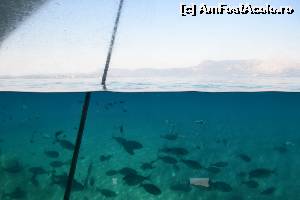 [P23] 4a) Kerkira-croaziera cu Kalypso Star » foto by adryana
 - 
<span class="allrVoted glyphicon glyphicon-heart hidden" id="av670160"></span>
<a class="m-l-10 hidden" id="sv670160" onclick="voting_Foto_DelVot(,670160,993)" role="button">șterge vot <span class="glyphicon glyphicon-remove"></span></a>
<a id="v9670160" class=" c-red"  onclick="voting_Foto_SetVot(670160)" role="button"><span class="glyphicon glyphicon-heart-empty"></span> <b>LIKE</b> = Votează poza</a> <img class="hidden"  id="f670160W9" src="/imagini/loader.gif" border="0" /><span class="AjErrMes hidden" id="e670160ErM"></span>