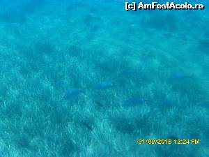 [P25] 4a) Kerkira-croaziera cu Kalypso Star » foto by adryana
 - 
<span class="allrVoted glyphicon glyphicon-heart hidden" id="av670162"></span>
<a class="m-l-10 hidden" id="sv670162" onclick="voting_Foto_DelVot(,670162,993)" role="button">șterge vot <span class="glyphicon glyphicon-remove"></span></a>
<a id="v9670162" class=" c-red"  onclick="voting_Foto_SetVot(670162)" role="button"><span class="glyphicon glyphicon-heart-empty"></span> <b>LIKE</b> = Votează poza</a> <img class="hidden"  id="f670162W9" src="/imagini/loader.gif" border="0" /><span class="AjErrMes hidden" id="e670162ErM"></span>