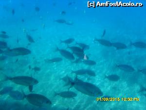 [P26] 4a) Kerkira-croaziera cu Kalypso Star » foto by adryana
 - 
<span class="allrVoted glyphicon glyphicon-heart hidden" id="av670163"></span>
<a class="m-l-10 hidden" id="sv670163" onclick="voting_Foto_DelVot(,670163,993)" role="button">șterge vot <span class="glyphicon glyphicon-remove"></span></a>
<a id="v9670163" class=" c-red"  onclick="voting_Foto_SetVot(670163)" role="button"><span class="glyphicon glyphicon-heart-empty"></span> <b>LIKE</b> = Votează poza</a> <img class="hidden"  id="f670163W9" src="/imagini/loader.gif" border="0" /><span class="AjErrMes hidden" id="e670163ErM"></span>