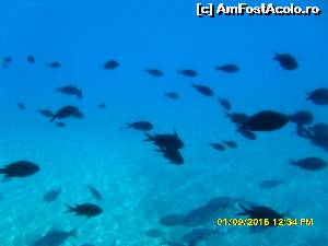 [P27] 4a) Kerkira-croaziera cu Kalypso Star » foto by adryana
 - 
<span class="allrVoted glyphicon glyphicon-heart hidden" id="av670164"></span>
<a class="m-l-10 hidden" id="sv670164" onclick="voting_Foto_DelVot(,670164,993)" role="button">șterge vot <span class="glyphicon glyphicon-remove"></span></a>
<a id="v9670164" class=" c-red"  onclick="voting_Foto_SetVot(670164)" role="button"><span class="glyphicon glyphicon-heart-empty"></span> <b>LIKE</b> = Votează poza</a> <img class="hidden"  id="f670164W9" src="/imagini/loader.gif" border="0" /><span class="AjErrMes hidden" id="e670164ErM"></span>