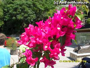 [P55]  -- <small>// FĂRĂ DESCRIERE</small> » foto by adryana
 - 
<span class="allrVoted glyphicon glyphicon-heart hidden" id="av670192"></span>
<a class="m-l-10 hidden" id="sv670192" onclick="voting_Foto_DelVot(,670192,993)" role="button">șterge vot <span class="glyphicon glyphicon-remove"></span></a>
<a id="v9670192" class=" c-red"  onclick="voting_Foto_SetVot(670192)" role="button"><span class="glyphicon glyphicon-heart-empty"></span> <b>LIKE</b> = Votează poza</a> <img class="hidden"  id="f670192W9" src="/imagini/loader.gif" border="0" /><span class="AjErrMes hidden" id="e670192ErM"></span>