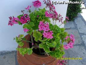 [P79]  -- <small>// FĂRĂ DESCRIERE</small> » foto by adryana
 - 
<span class="allrVoted glyphicon glyphicon-heart hidden" id="av670221"></span>
<a class="m-l-10 hidden" id="sv670221" onclick="voting_Foto_DelVot(,670221,993)" role="button">șterge vot <span class="glyphicon glyphicon-remove"></span></a>
<a id="v9670221" class=" c-red"  onclick="voting_Foto_SetVot(670221)" role="button"><span class="glyphicon glyphicon-heart-empty"></span> <b>LIKE</b> = Votează poza</a> <img class="hidden"  id="f670221W9" src="/imagini/loader.gif" border="0" /><span class="AjErrMes hidden" id="e670221ErM"></span>