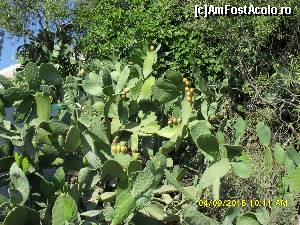 [P216]  -- <small>// FĂRĂ DESCRIERE</small> » foto by adryana
 - 
<span class="allrVoted glyphicon glyphicon-heart hidden" id="av672052"></span>
<a class="m-l-10 hidden" id="sv672052" onclick="voting_Foto_DelVot(,672052,993)" role="button">șterge vot <span class="glyphicon glyphicon-remove"></span></a>
<a id="v9672052" class=" c-red"  onclick="voting_Foto_SetVot(672052)" role="button"><span class="glyphicon glyphicon-heart-empty"></span> <b>LIKE</b> = Votează poza</a> <img class="hidden"  id="f672052W9" src="/imagini/loader.gif" border="0" /><span class="AjErrMes hidden" id="e672052ErM"></span>