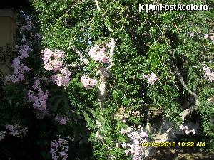 [P225] 7a) Afionas-la taverna Dyonissos -florile din curte » foto by adryana
 - 
<span class="allrVoted glyphicon glyphicon-heart hidden" id="av672061"></span>
<a class="m-l-10 hidden" id="sv672061" onclick="voting_Foto_DelVot(,672061,993)" role="button">șterge vot <span class="glyphicon glyphicon-remove"></span></a>
<a id="v9672061" class=" c-red"  onclick="voting_Foto_SetVot(672061)" role="button"><span class="glyphicon glyphicon-heart-empty"></span> <b>LIKE</b> = Votează poza</a> <img class="hidden"  id="f672061W9" src="/imagini/loader.gif" border="0" /><span class="AjErrMes hidden" id="e672061ErM"></span>