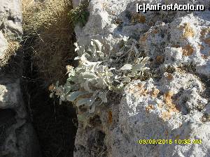 [P70]  -- <small>// FĂRĂ DESCRIERE</small> » foto by adryana
 - 
<span class="allrVoted glyphicon glyphicon-heart hidden" id="av671886"></span>
<a class="m-l-10 hidden" id="sv671886" onclick="voting_Foto_DelVot(,671886,993)" role="button">șterge vot <span class="glyphicon glyphicon-remove"></span></a>
<a id="v9671886" class=" c-red"  onclick="voting_Foto_SetVot(671886)" role="button"><span class="glyphicon glyphicon-heart-empty"></span> <b>LIKE</b> = Votează poza</a> <img class="hidden"  id="f671886W9" src="/imagini/loader.gif" border="0" /><span class="AjErrMes hidden" id="e671886ErM"></span>