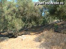 [P03] drumul trece printre livezi de maslini. » foto by sandu.53
 - 
<span class="allrVoted glyphicon glyphicon-heart hidden" id="av265527"></span>
<a class="m-l-10 hidden" id="sv265527" onclick="voting_Foto_DelVot(,265527,993)" role="button">șterge vot <span class="glyphicon glyphicon-remove"></span></a>
<a id="v9265527" class=" c-red"  onclick="voting_Foto_SetVot(265527)" role="button"><span class="glyphicon glyphicon-heart-empty"></span> <b>LIKE</b> = Votează poza</a> <img class="hidden"  id="f265527W9" src="/imagini/loader.gif" border="0" /><span class="AjErrMes hidden" id="e265527ErM"></span>