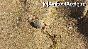 [P03] Un crab adus de furtuna pe nisipul auriu » foto by mihaistoica
 - 
<span class="allrVoted glyphicon glyphicon-heart hidden" id="av666330"></span>
<a class="m-l-10 hidden" id="sv666330" onclick="voting_Foto_DelVot(,666330,1017)" role="button">șterge vot <span class="glyphicon glyphicon-remove"></span></a>
<a id="v9666330" class=" c-red"  onclick="voting_Foto_SetVot(666330)" role="button"><span class="glyphicon glyphicon-heart-empty"></span> <b>LIKE</b> = Votează poza</a> <img class="hidden"  id="f666330W9" src="/imagini/loader.gif" border="0" /><span class="AjErrMes hidden" id="e666330ErM"></span>