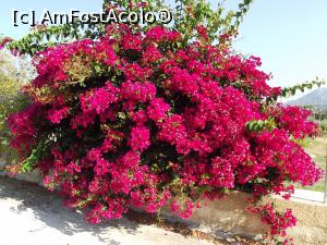 P10 [SEP-2016] O bougainvillea de Kefalonia