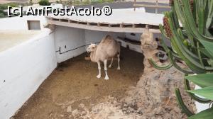 [P10] Cămilă în Muzeul Satului din Lanzarote - pe vremuri erau animale de muncă, acum doar plimbă turiști » foto by DanCld
 - 
<span class="allrVoted glyphicon glyphicon-heart hidden" id="av1004422"></span>
<a class="m-l-10 hidden" id="sv1004422" onclick="voting_Foto_DelVot(,1004422,1154)" role="button">șterge vot <span class="glyphicon glyphicon-remove"></span></a>
<a id="v91004422" class=" c-red"  onclick="voting_Foto_SetVot(1004422)" role="button"><span class="glyphicon glyphicon-heart-empty"></span> <b>LIKE</b> = Votează poza</a> <img class="hidden"  id="f1004422W9" src="/imagini/loader.gif" border="0" /><span class="AjErrMes hidden" id="e1004422ErM"></span>