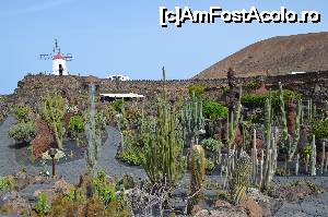 [P34] Jardin de cactus by Cesar Manrique » foto by Artana
 - 
<span class="allrVoted glyphicon glyphicon-heart hidden" id="av681444"></span>
<a class="m-l-10 hidden" id="sv681444" onclick="voting_Foto_DelVot(,681444,1154)" role="button">șterge vot <span class="glyphicon glyphicon-remove"></span></a>
<a id="v9681444" class=" c-red"  onclick="voting_Foto_SetVot(681444)" role="button"><span class="glyphicon glyphicon-heart-empty"></span> <b>LIKE</b> = Votează poza</a> <img class="hidden"  id="f681444W9" src="/imagini/loader.gif" border="0" /><span class="AjErrMes hidden" id="e681444ErM"></span>