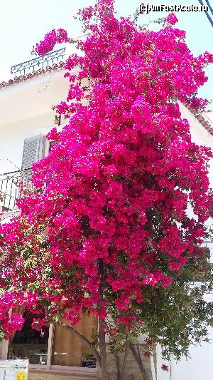 P55 [JUN-2015] Bougainvillea în toată splendoarea. 