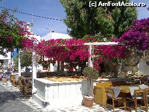 P21 [JUN-2015] O terasă acoperită de flori de bougainvillea. 