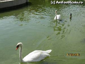 [P22] Lebede pe lacul de lângă plajă » foto by marsus
 - 
<span class="allrVoted glyphicon glyphicon-heart hidden" id="av675943"></span>
<a class="m-l-10 hidden" id="sv675943" onclick="voting_Foto_DelVot(,675943,1187)" role="button">șterge vot <span class="glyphicon glyphicon-remove"></span></a>
<a id="v9675943" class=" c-red"  onclick="voting_Foto_SetVot(675943)" role="button"><span class="glyphicon glyphicon-heart-empty"></span> <b>LIKE</b> = Votează poza</a> <img class="hidden"  id="f675943W9" src="/imagini/loader.gif" border="0" /><span class="AjErrMes hidden" id="e675943ErM"></span>