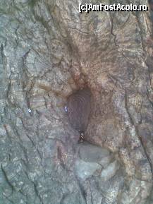 [P16] icoana scluptata intr-un stejar secula. Ce maini maiestre au facut asa ceva... » foto by anadragusin
 - 
<span class="allrVoted glyphicon glyphicon-heart hidden" id="av117447"></span>
<a class="m-l-10 hidden" id="sv117447" onclick="voting_Foto_DelVot(,117447,1203)" role="button">șterge vot <span class="glyphicon glyphicon-remove"></span></a>
<a id="v9117447" class=" c-red"  onclick="voting_Foto_SetVot(117447)" role="button"><span class="glyphicon glyphicon-heart-empty"></span> <b>LIKE</b> = Votează poza</a> <img class="hidden"  id="f117447W9" src="/imagini/loader.gif" border="0" /><span class="AjErrMes hidden" id="e117447ErM"></span>