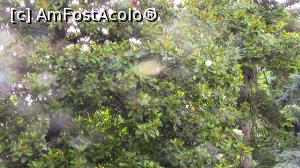[P21] Ficus urias in Giardini Vittorio Emanuele II.  » foto by ovidiuyepi
 - 
<span class="allrVoted glyphicon glyphicon-heart hidden" id="av1155297"></span>
<a class="m-l-10 hidden" id="sv1155297" onclick="voting_Foto_DelVot(,1155297,1233)" role="button">șterge vot <span class="glyphicon glyphicon-remove"></span></a>
<a id="v91155297" class=" c-red"  onclick="voting_Foto_SetVot(1155297)" role="button"><span class="glyphicon glyphicon-heart-empty"></span> <b>LIKE</b> = Votează poza</a> <img class="hidden"  id="f1155297W9" src="/imagini/loader.gif" border="0" /><span class="AjErrMes hidden" id="e1155297ErM"></span>