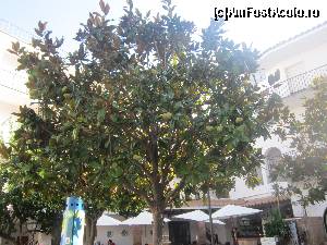 [P43] Mici cafenele ascunse printre magnolii si portocali » foto by bica adriana
 - 
<span class="allrVoted glyphicon glyphicon-heart hidden" id="av572881"></span>
<a class="m-l-10 hidden" id="sv572881" onclick="voting_Foto_DelVot(,572881,1270)" role="button">șterge vot <span class="glyphicon glyphicon-remove"></span></a>
<a id="v9572881" class=" c-red"  onclick="voting_Foto_SetVot(572881)" role="button"><span class="glyphicon glyphicon-heart-empty"></span> <b>LIKE</b> = Votează poza</a> <img class="hidden"  id="f572881W9" src="/imagini/loader.gif" border="0" /><span class="AjErrMes hidden" id="e572881ErM"></span>