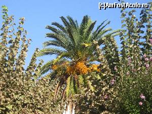 [P47] Palmier de curmale » foto by bica adriana
 - 
<span class="allrVoted glyphicon glyphicon-heart hidden" id="av572885"></span>
<a class="m-l-10 hidden" id="sv572885" onclick="voting_Foto_DelVot(,572885,1270)" role="button">șterge vot <span class="glyphicon glyphicon-remove"></span></a>
<a id="v9572885" class=" c-red"  onclick="voting_Foto_SetVot(572885)" role="button"><span class="glyphicon glyphicon-heart-empty"></span> <b>LIKE</b> = Votează poza</a> <img class="hidden"  id="f572885W9" src="/imagini/loader.gif" border="0" /><span class="AjErrMes hidden" id="e572885ErM"></span>