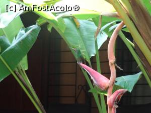 [P18] un colibri verde de smarald, pe o Heliconia » foto by grecudoina
 - 
<span class="allrVoted glyphicon glyphicon-heart hidden" id="av1080270"></span>
<a class="m-l-10 hidden" id="sv1080270" onclick="voting_Foto_DelVot(,1080270,1272)" role="button">șterge vot <span class="glyphicon glyphicon-remove"></span></a>
<a id="v91080270" class=" c-red"  onclick="voting_Foto_SetVot(1080270)" role="button"><span class="glyphicon glyphicon-heart-empty"></span> <b>LIKE</b> = Votează poza</a> <img class="hidden"  id="f1080270W9" src="/imagini/loader.gif" border="0" /><span class="AjErrMes hidden" id="e1080270ErM"></span>