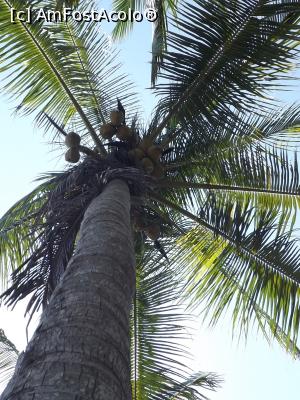 [P31] Coconut tree » foto by Nico15
 - 
<span class="allrVoted glyphicon glyphicon-heart hidden" id="av952683"></span>
<a class="m-l-10 hidden" id="sv952683" onclick="voting_Foto_DelVot(,952683,1272)" role="button">șterge vot <span class="glyphicon glyphicon-remove"></span></a>
<a id="v9952683" class=" c-red"  onclick="voting_Foto_SetVot(952683)" role="button"><span class="glyphicon glyphicon-heart-empty"></span> <b>LIKE</b> = Votează poza</a> <img class="hidden"  id="f952683W9" src="/imagini/loader.gif" border="0" /><span class="AjErrMes hidden" id="e952683ErM"></span>