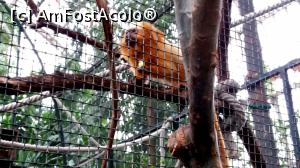 [P30] Tamarin » foto by noi doi
 - 
<span class="allrVoted glyphicon glyphicon-heart hidden" id="av805322"></span>
<a class="m-l-10 hidden" id="sv805322" onclick="voting_Foto_DelVot(,805322,1275)" role="button">șterge vot <span class="glyphicon glyphicon-remove"></span></a>
<a id="v9805322" class=" c-red"  onclick="voting_Foto_SetVot(805322)" role="button"><span class="glyphicon glyphicon-heart-empty"></span> <b>LIKE</b> = Votează poza</a> <img class="hidden"  id="f805322W9" src="/imagini/loader.gif" border="0" /><span class="AjErrMes hidden" id="e805322ErM"></span>