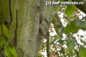 [P07] plin de veverite in Gunnersbury Park » foto by dranal
 - 
<span class="allrVoted glyphicon glyphicon-heart hidden" id="av634280"></span>
<a class="m-l-10 hidden" id="sv634280" onclick="voting_Foto_DelVot(,634280,1570)" role="button">șterge vot <span class="glyphicon glyphicon-remove"></span></a>
<a id="v9634280" class=" c-red"  onclick="voting_Foto_SetVot(634280)" role="button"><span class="glyphicon glyphicon-heart-empty"></span> <b>LIKE</b> = Votează poza</a> <img class="hidden"  id="f634280W9" src="/imagini/loader.gif" border="0" /><span class="AjErrMes hidden" id="e634280ErM"></span>