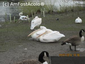 [P19] giste, lebede si pelicani pe lacul in St James park.  » foto by adri-nico
 - 
<span class="allrVoted glyphicon glyphicon-heart hidden" id="av709161"></span>
<a class="m-l-10 hidden" id="sv709161" onclick="voting_Foto_DelVot(,709161,1570)" role="button">șterge vot <span class="glyphicon glyphicon-remove"></span></a>
<a id="v9709161" class=" c-red"  onclick="voting_Foto_SetVot(709161)" role="button"><span class="glyphicon glyphicon-heart-empty"></span> <b>LIKE</b> = Votează poza</a> <img class="hidden"  id="f709161W9" src="/imagini/loader.gif" border="0" /><span class="AjErrMes hidden" id="e709161ErM"></span>