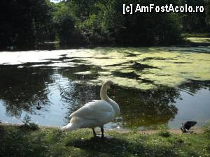 [P04] Lebada in St. James Park-Un adevarat fotomodel!!!  :)  » foto by jessie*
 - 
<span class="allrVoted glyphicon glyphicon-heart hidden" id="av448238"></span>
<a class="m-l-10 hidden" id="sv448238" onclick="voting_Foto_DelVot(,448238,1570)" role="button">șterge vot <span class="glyphicon glyphicon-remove"></span></a>
<a id="v9448238" class=" c-red"  onclick="voting_Foto_SetVot(448238)" role="button"><span class="glyphicon glyphicon-heart-empty"></span> <b>LIKE</b> = Votează poza</a> <img class="hidden"  id="f448238W9" src="/imagini/loader.gif" border="0" /><span class="AjErrMes hidden" id="e448238ErM"></span>