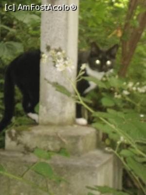 [P27] pisica din Highgate Cemetery » foto by Silvia30*
 - 
<span class="allrVoted glyphicon glyphicon-heart hidden" id="av730403"></span>
<a class="m-l-10 hidden" id="sv730403" onclick="voting_Foto_DelVot(,730403,1570)" role="button">șterge vot <span class="glyphicon glyphicon-remove"></span></a>
<a id="v9730403" class=" c-red"  onclick="voting_Foto_SetVot(730403)" role="button"><span class="glyphicon glyphicon-heart-empty"></span> <b>LIKE</b> = Votează poza</a> <img class="hidden"  id="f730403W9" src="/imagini/loader.gif" border="0" /><span class="AjErrMes hidden" id="e730403ErM"></span>