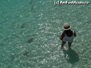 [P18] alţi prieteni... puii de rechin » foto by barbu minel
 - 
<span class="allrVoted glyphicon glyphicon-heart hidden" id="av519059"></span>
<a class="m-l-10 hidden" id="sv519059" onclick="voting_Foto_DelVot(,519059,1589)" role="button">șterge vot <span class="glyphicon glyphicon-remove"></span></a>
<a id="v9519059" class=" c-red"  onclick="voting_Foto_SetVot(519059)" role="button"><span class="glyphicon glyphicon-heart-empty"></span> <b>LIKE</b> = Votează poza</a> <img class="hidden"  id="f519059W9" src="/imagini/loader.gif" border="0" /><span class="AjErrMes hidden" id="e519059ErM"></span>