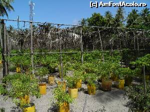 [P25] cultura de chili » foto by barbu minel
 - 
<span class="allrVoted glyphicon glyphicon-heart hidden" id="av519066"></span>
<a class="m-l-10 hidden" id="sv519066" onclick="voting_Foto_DelVot(,519066,1589)" role="button">șterge vot <span class="glyphicon glyphicon-remove"></span></a>
<a id="v9519066" class=" c-red"  onclick="voting_Foto_SetVot(519066)" role="button"><span class="glyphicon glyphicon-heart-empty"></span> <b>LIKE</b> = Votează poza</a> <img class="hidden"  id="f519066W9" src="/imagini/loader.gif" border="0" /><span class="AjErrMes hidden" id="e519066ErM"></span>