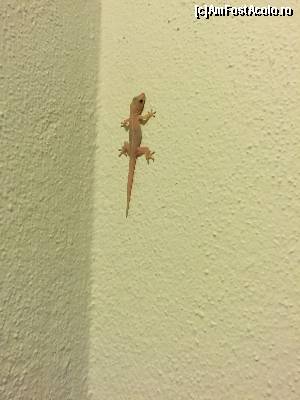 [P13] Alt prieten:???? » foto by Ynna
 - 
<span class="allrVoted glyphicon glyphicon-heart hidden" id="av654686"></span>
<a class="m-l-10 hidden" id="sv654686" onclick="voting_Foto_DelVot(,654686,1589)" role="button">șterge vot <span class="glyphicon glyphicon-remove"></span></a>
<a id="v9654686" class=" c-red"  onclick="voting_Foto_SetVot(654686)" role="button"><span class="glyphicon glyphicon-heart-empty"></span> <b>LIKE</b> = Votează poza</a> <img class="hidden"  id="f654686W9" src="/imagini/loader.gif" border="0" /><span class="AjErrMes hidden" id="e654686ErM"></span>