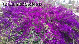 [P06] Bougainvillea de Jerash » foto by irinad
 - 
<span class="allrVoted glyphicon glyphicon-heart hidden" id="av1077701"></span>
<a class="m-l-10 hidden" id="sv1077701" onclick="voting_Foto_DelVot(,1077701,1591)" role="button">șterge vot <span class="glyphicon glyphicon-remove"></span></a>
<a id="v91077701" class=" c-red"  onclick="voting_Foto_SetVot(1077701)" role="button"><span class="glyphicon glyphicon-heart-empty"></span> <b>LIKE</b> = Votează poza</a> <img class="hidden"  id="f1077701W9" src="/imagini/loader.gif" border="0" /><span class="AjErrMes hidden" id="e1077701ErM"></span>