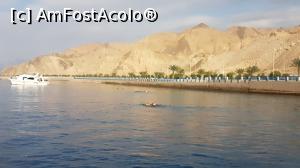 [P05] inot si snorkeling la Aqaba » foto by Sakiz*
 - 
<span class="allrVoted glyphicon glyphicon-heart hidden" id="av1048585"></span>
<a class="m-l-10 hidden" id="sv1048585" onclick="voting_Foto_DelVot(,1048585,1591)" role="button">șterge vot <span class="glyphicon glyphicon-remove"></span></a>
<a id="v91048585" class=" c-red"  onclick="voting_Foto_SetVot(1048585)" role="button"><span class="glyphicon glyphicon-heart-empty"></span> <b>LIKE</b> = Votează poza</a> <img class="hidden"  id="f1048585W9" src="/imagini/loader.gif" border="0" /><span class="AjErrMes hidden" id="e1048585ErM"></span>