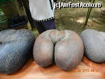 [P25] Nuca de cocos Coco de mer (Vallee de Mai – Insula Praslin). Este cea mai mare samanta din lume, poate ajunge pana la 24 kg una si pentru a ajunge la maturitate are nevoie de 7 ani » foto by Delia1313
 - 
<span class="allrVoted glyphicon glyphicon-heart hidden" id="av327167"></span>
<a class="m-l-10 hidden" id="sv327167" onclick="voting_Foto_DelVot(,327167,1613)" role="button">șterge vot <span class="glyphicon glyphicon-remove"></span></a>
<a id="v9327167" class=" c-red"  onclick="voting_Foto_SetVot(327167)" role="button"><span class="glyphicon glyphicon-heart-empty"></span> <b>LIKE</b> = Votează poza</a> <img class="hidden"  id="f327167W9" src="/imagini/loader.gif" border="0" /><span class="AjErrMes hidden" id="e327167ErM"></span>